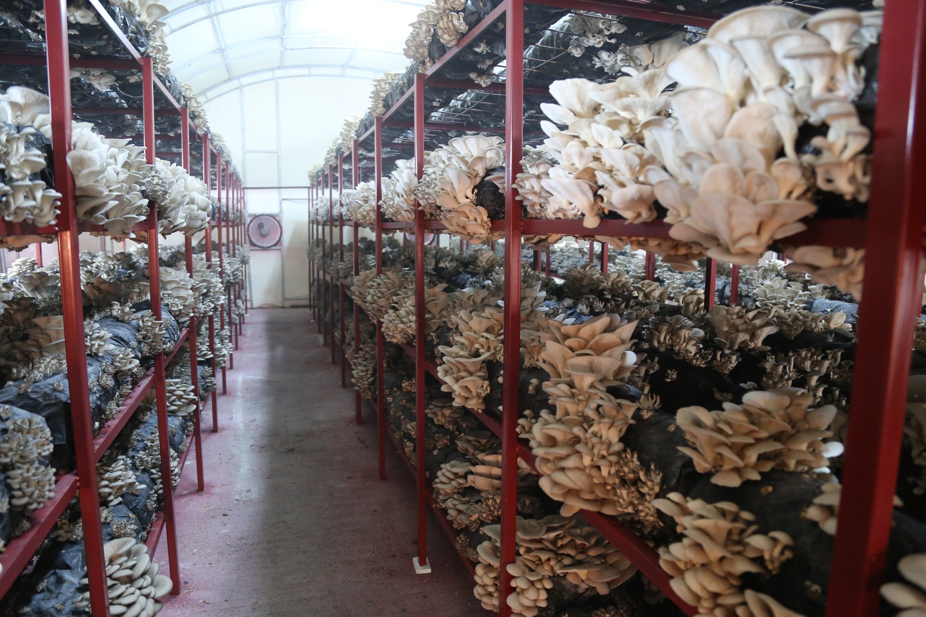 Reference image of an indoor mushroom growing room