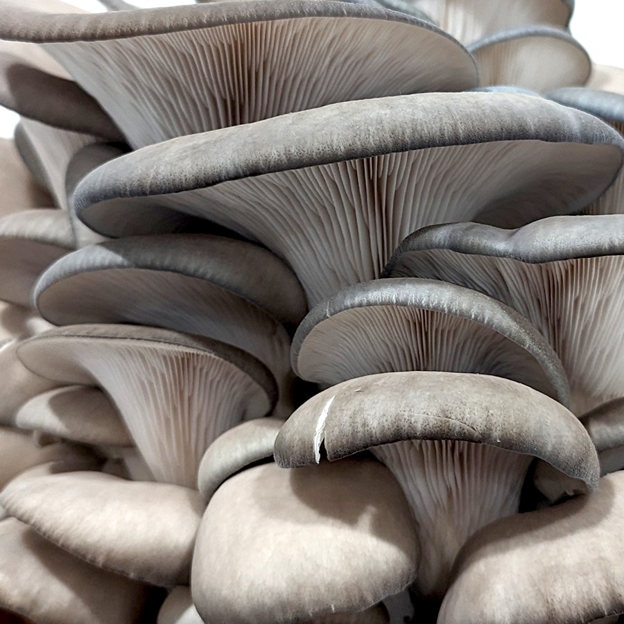 Fresh grey oyster mushrooms with delicate layered caps