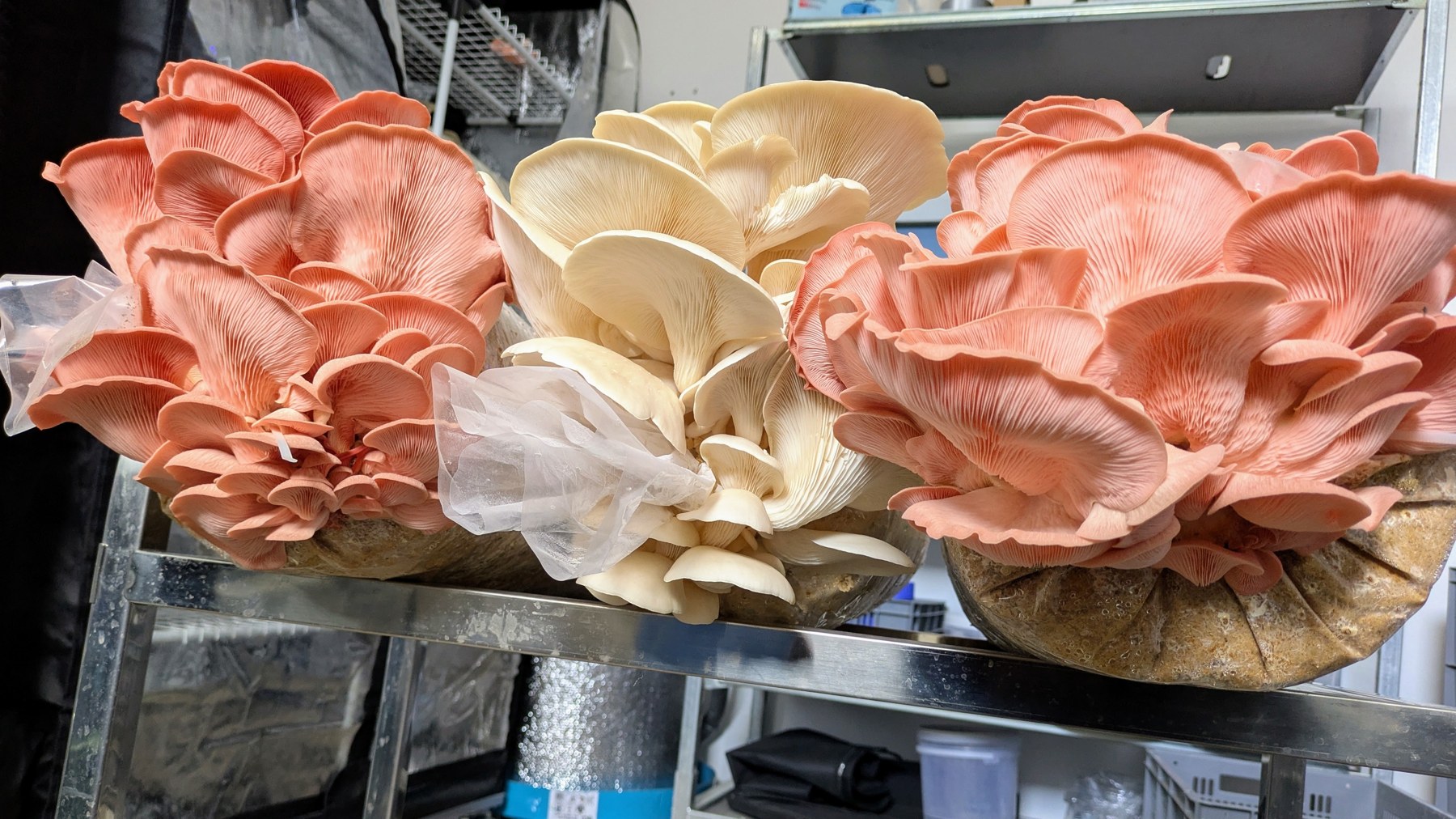Reference photograph of oyster mushrooms growing from substrate blocks