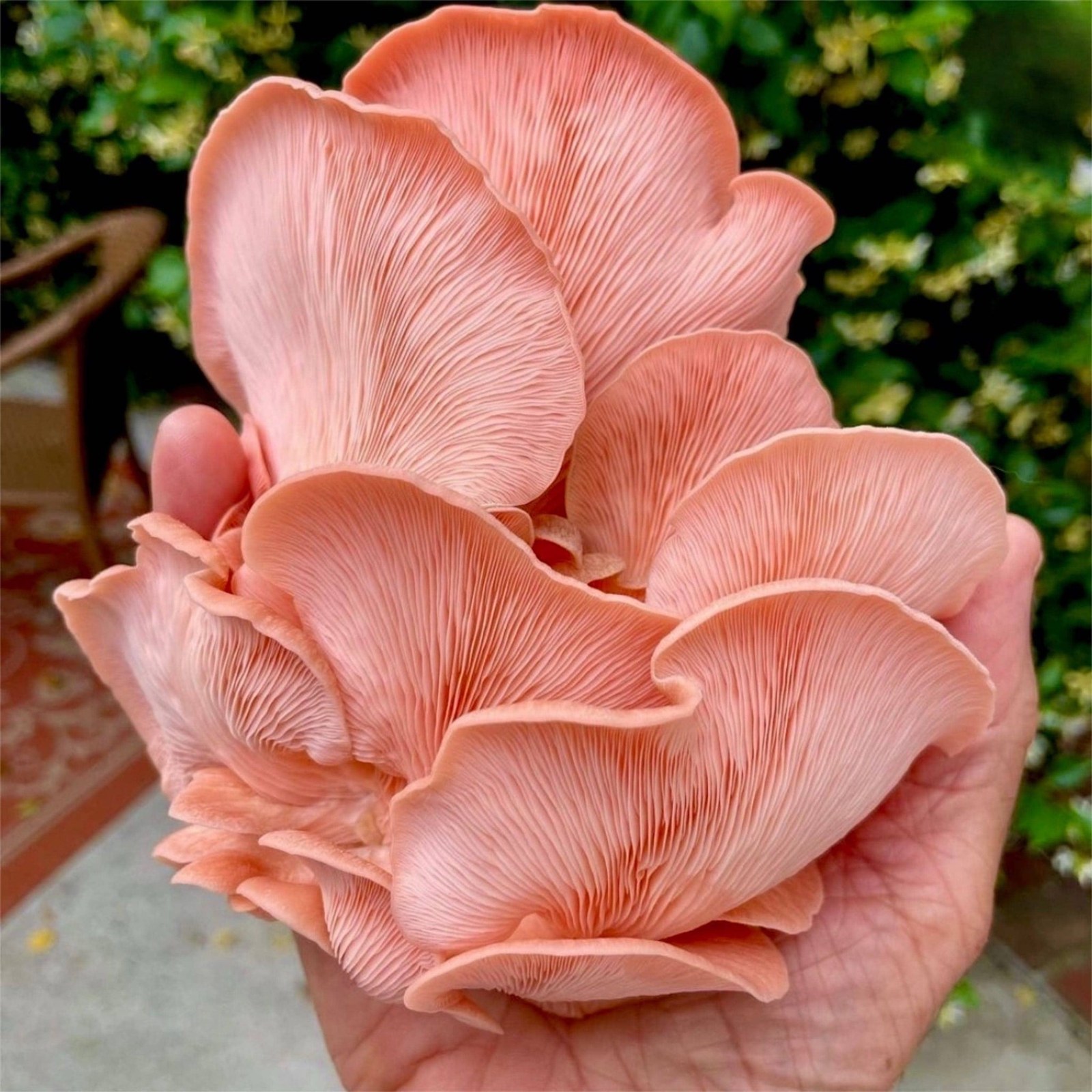 A fresh cluster of pink oyster mushrooms