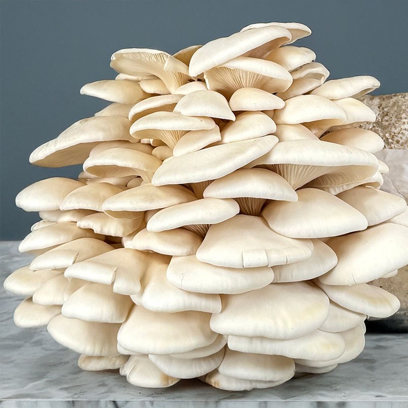 Creamy white oyster mushroom cluster